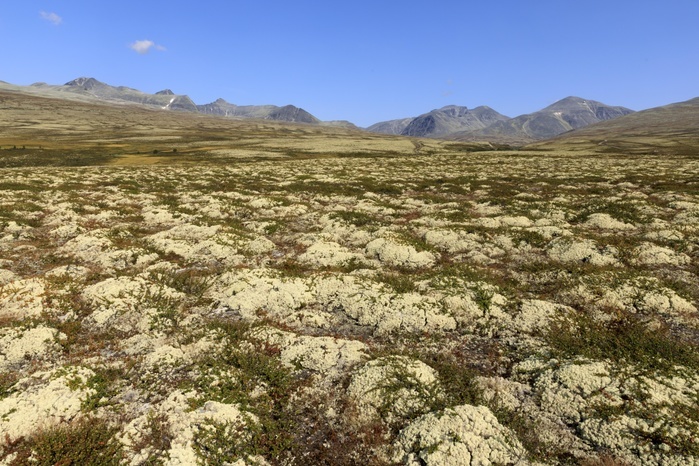 Norway Landscape in the Fjell, Rondane National Park, Norway, Europe, Photo by Ronald Wittek