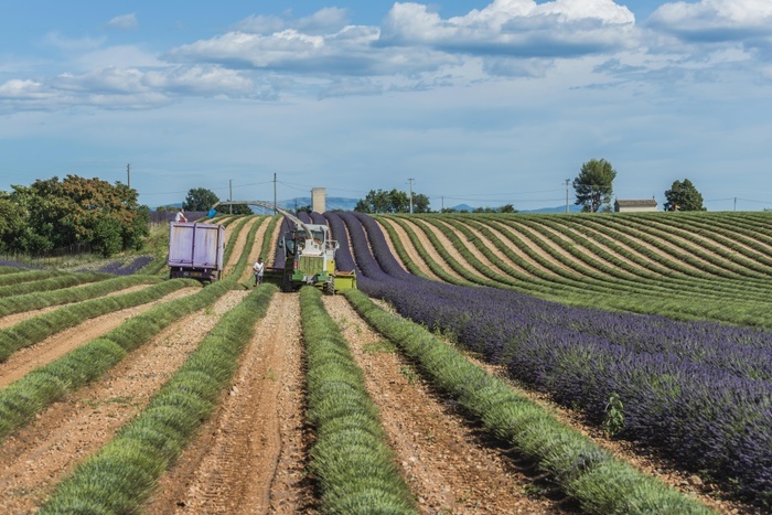 France Lavender harvest in Valensole, Plateau de Valensole, D partement Alpes de Haute Provence, Provence, France, Europe, Photo by Ralf Udo Thiele