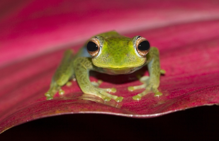 Boophis elenae (Boophis elenae) sitting on red leaf, rainforest, Ranomafana National Park, Southern Highlands, Madagascar, Africa, Photo by Dr. Alexandra Laube