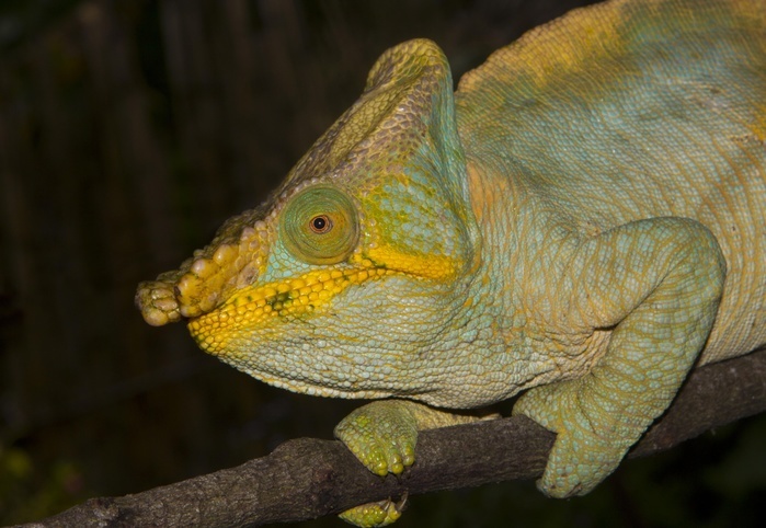 Parson's chameleon (Calumma parsonii parsonii), male, colour variant, yellow lip, rainforest, Ranomafana National Park, Southern Highlands, Madagascar, Africa, Photo by Dr. Alexandra Laube