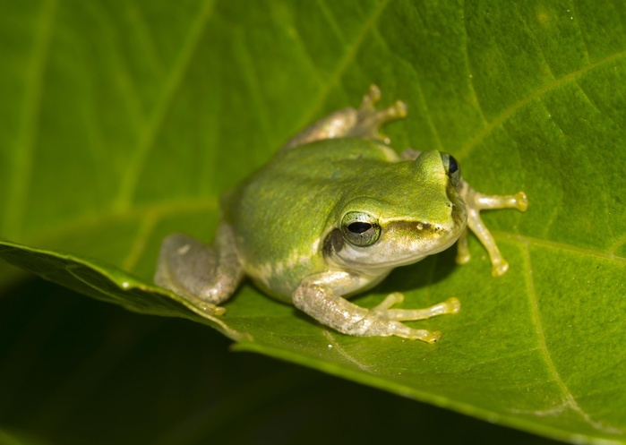 Madagascar frog (Boophis tephraeomystax) sitting on leaf, Ambalavao, Southern Highlands, Madagascar, Africa, Photo by Dr. Alexandra Laube