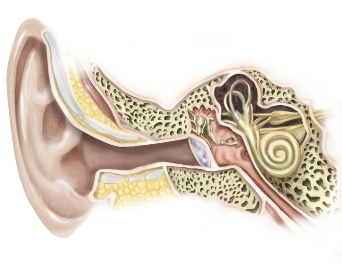 External auditory canal of human ear. External auditory canal of human ear.