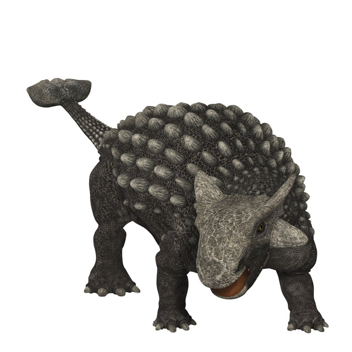 Ankylosaurus was an armored dinosaur from the Creataceous Period. Ankylosaurus was an armored dinosaur from the Creataceous Period.