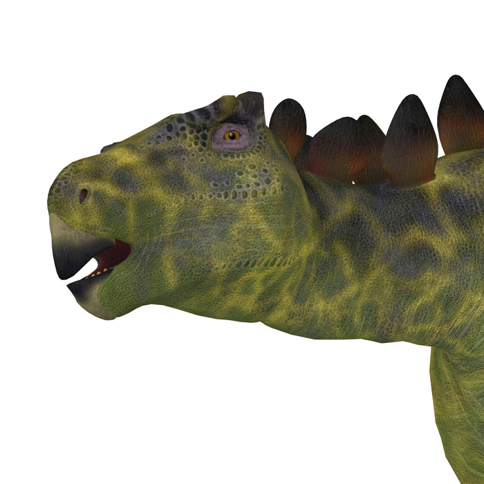 Close up of a Huayangosaurus dinosaur head. Close up of a Huayangosaurus dinosaur head.