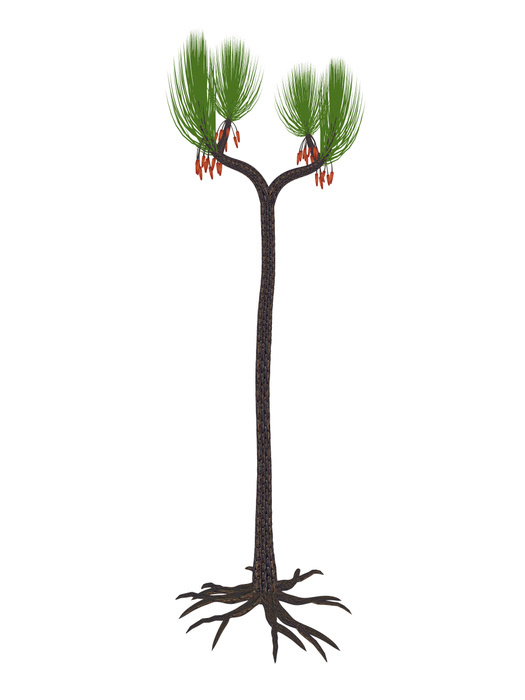 Sigillaria prehistoric plant. Sigillaria prehistoric plant.