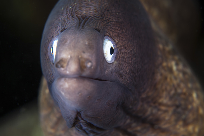A white eyed moray eel. A white eyed moray eel.