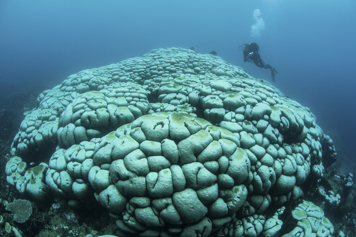 Corals are beginning to bleach on a reef in Indonesia. Corals are beginning to bleach on a reef in Indonesia.