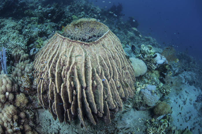 A massive barrel sponge grows on a reef near Alor, Indonesia. A massive barrel sponge grows on a reef near Alor, Indonesia.