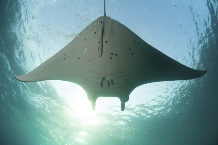 A manta ray swims into the sun in the tropical Pacific Ocean. A manta ray swims into the sun in the tropical Pacific Ocean.