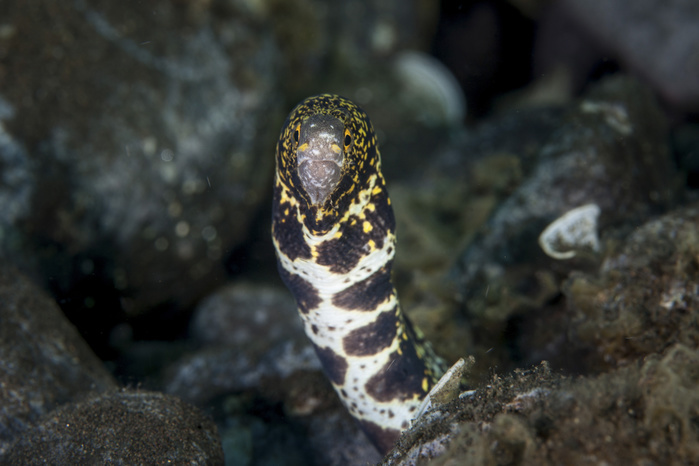 A snowflake moray eel pokes its head out of a hole. A snowflake moray eel pokes its head out of a hole.