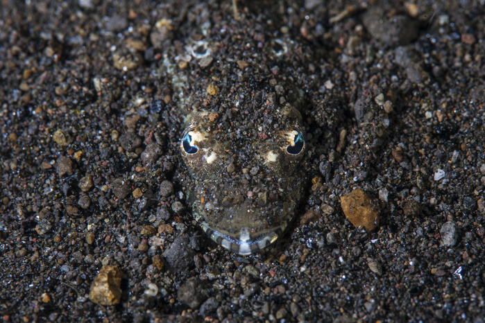 A flathead fish camouflages itself in the sandy seafloor. A flathead fish camouflages itself in the sandy seafloor.