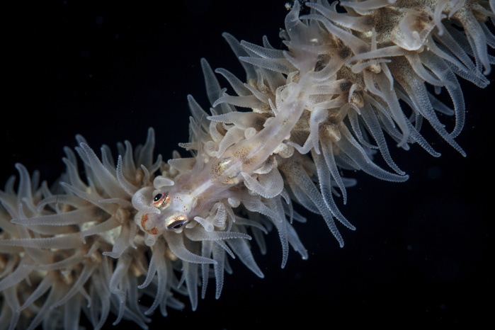 A wire coral goby on a Cirripathes coral in Indonesia. A wire coral goby on a Cirripathes coral in Indonesia.