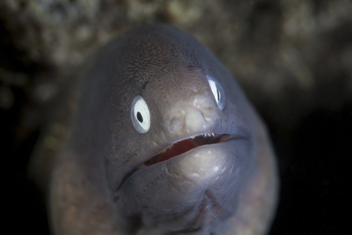 A white eyed moray eel looks out from a reef crevice. A white eyed moray eel looks out from a reef crevice.