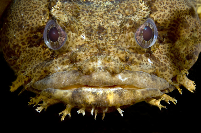 Oyster Toadfish, Atlantic Ocean.