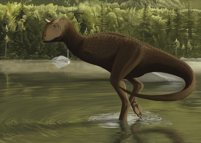Carnotaurus searching for food in a prehistoric lake. Carnotaurus searching for food in a prehistoric lake.