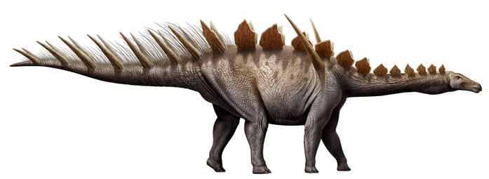 Miragaia longicollum, a stegosaurid of the Jurassic period. Miragaia longicollum, a stegosaurid of the Jurassic period.