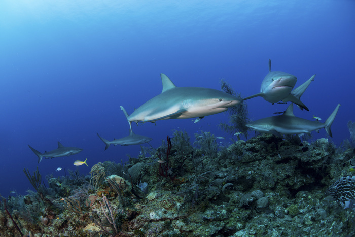 Caribbean reef sharks swimming along the reef off of Cuba. Caribbean reef sharks swimming along the reef off of Cuba.