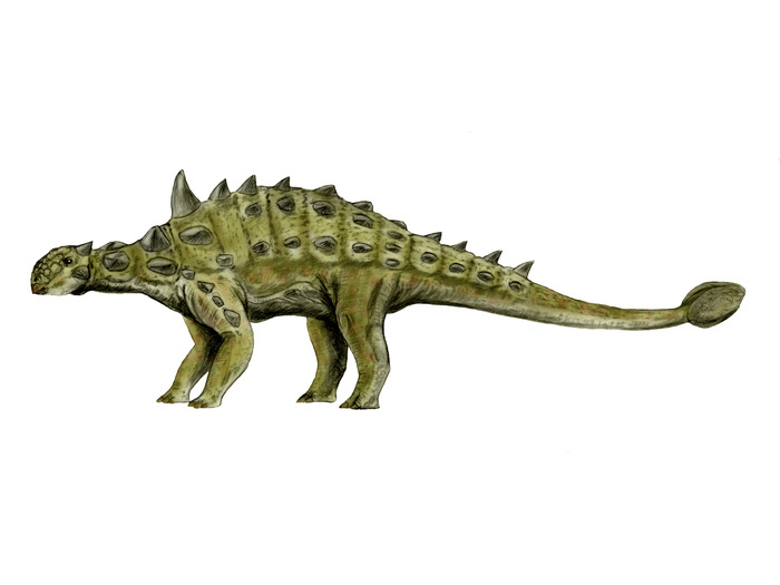 Euoplocephalus dinosaur. Euoplocephalus dinosaur.