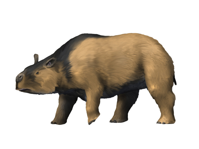 Toxodon is an extinct mammal from the Pleistocene epoch. Toxodon is an extinct mammal from the Pleistocene epoch.