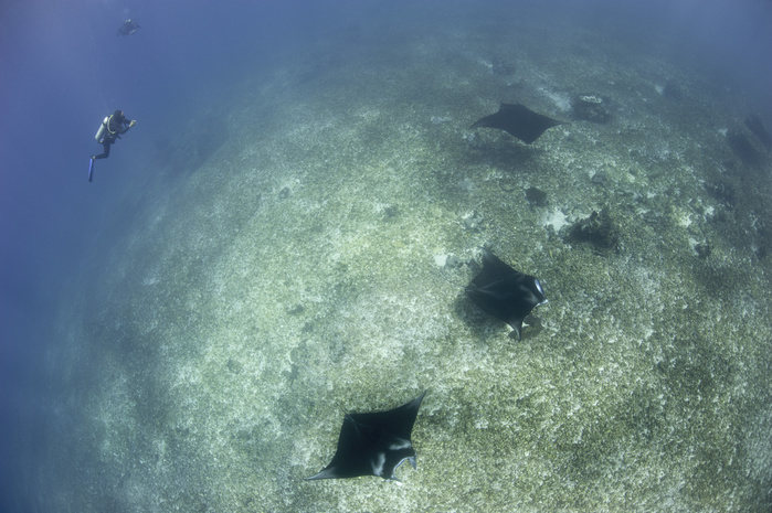 A trio of reef manta rays swimming above a reef top. A trio of reef manta rays swimming above a reef top.