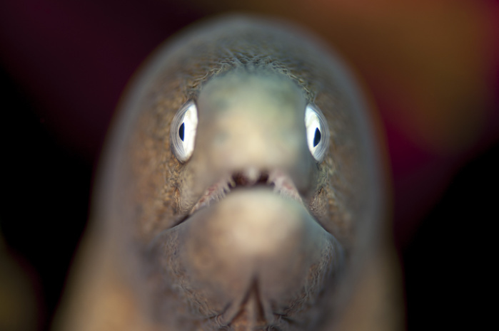 Front view of a white eyed moray eel. Front view of a white eyed moray eel.