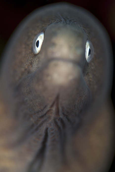 Front view of a white eyed moray eel. Front view of a white eyed moray eel.