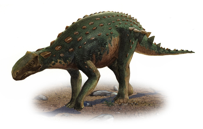 Minmi paravertebra, a prehistoric era dinosaur. Minmi paravertebra, a prehistoric era dinosaur.