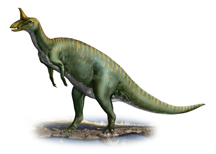 Tsintaosaurus spinorhinus, a prehistoric era dinosaur. Tsintaosaurus spinorhinus, a prehistoric era dinosaur.
