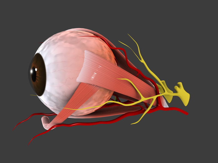 Conceptual image of human eye anatomy. Conceptual image of human eye anatomy.