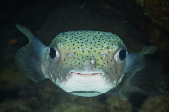 An inquisitive Porcupinefish, Bonaire, Caribbean Netherlands. An inquisitive Porcupinefish, Bonaire, Caribbean Netherlands.