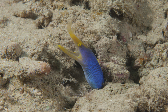 Blue ribbon eel with mouth wide open on a Fijian reef. Blue ribbon eel with mouth wide open on a Fijian reef.