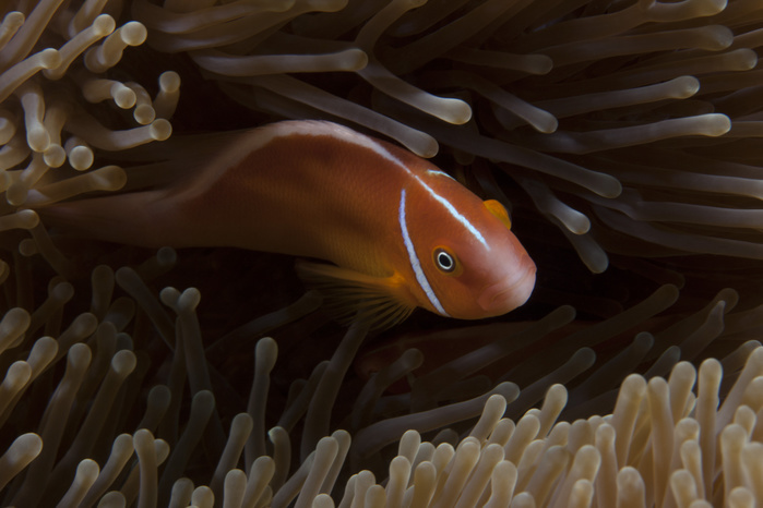 Pink anemonefish in its host anenome, Fiji. Pink anemonefish in its host anenome, Fiji.
