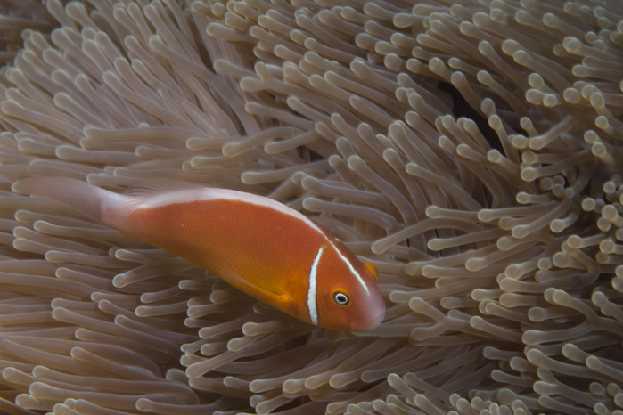Pink anemonefish in its host anenome, Fiji. Pink anemonefish in its host anenome, Fiji.