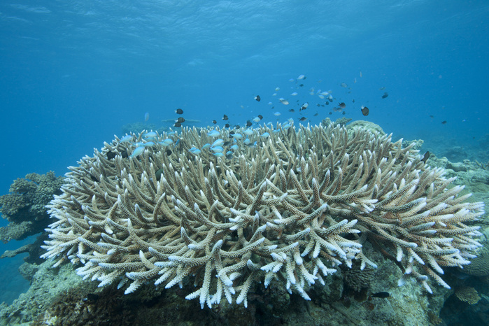Stony corals in Beqa Lagoon, Fiji. Stony corals in Beqa Lagoon, Fiji.