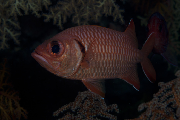 A bigscale soldierfish, Fiji. A bigscale soldierfish, Fiji.