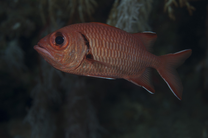 A bigscale soldierfish, Fiji. A bigscale soldierfish, Fiji.