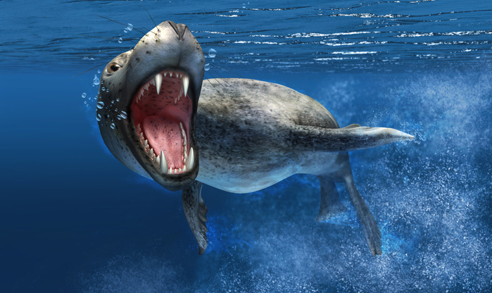Leopard seal swimming underwater showing its sharp teeth. Leopard seal swimming underwater showing its sharp teeth.