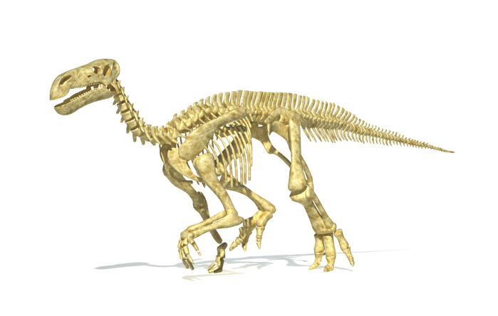 3D rendering of an Iguanodon dinosaur skeleton. 3D rendering of an Iguanodon dinosaur skeleton.