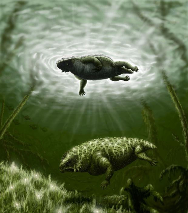 Scutosaurus karpinskii in prehistoric waters. Scutosaurus karpinskii in prehistoric waters.