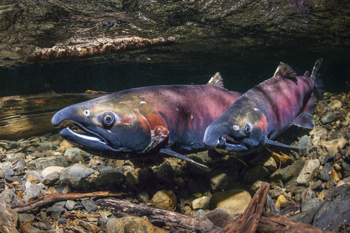 A male Coho Salmon, also known as Silver Salmon (Oncorhynchus kisutch) comes alongside and quivers a female as part of courtship in an Alaskan stream during the autumn; Alaska, United States of America