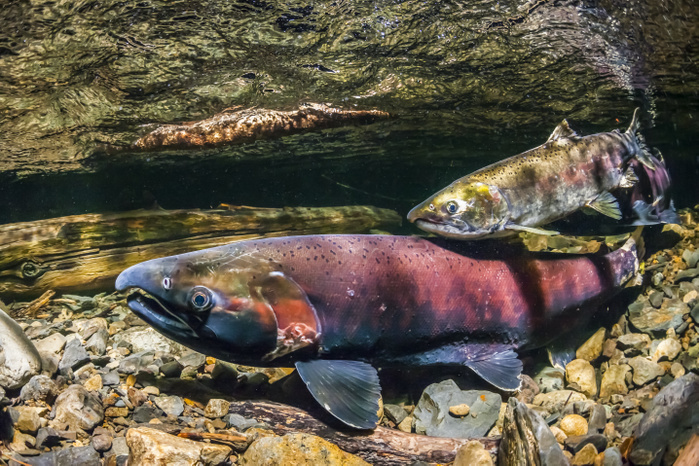 Female Coho Salmon, also known as Silver salmon (Oncorhynchus kisutch) being courted by a jack in an Alaskan stream during autumn; Alaska, United States of America