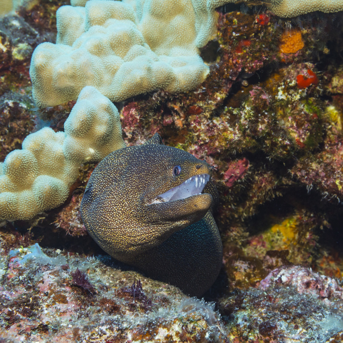 Whitemouth Moray Eel (Gymnothorax meleagris) emerging from its reef lair at Ni'ihau Island, near Kauai, Hawaii, during the spring; Kauai, Hawaii, United States of America