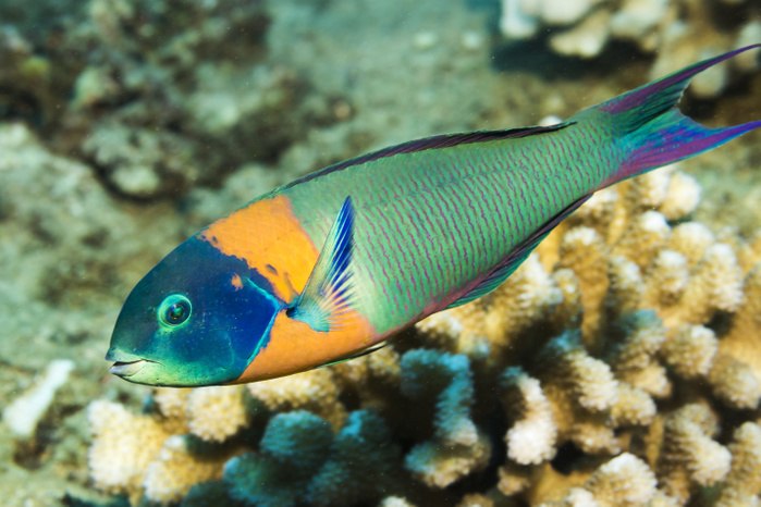 The Saddle Wrasse (Thalassoma duperrey) is endemic to Hawaii. It was photographed while scuba diving off Kauai, Hawaii, during the spring; Kauai, Hawaii, United States of America