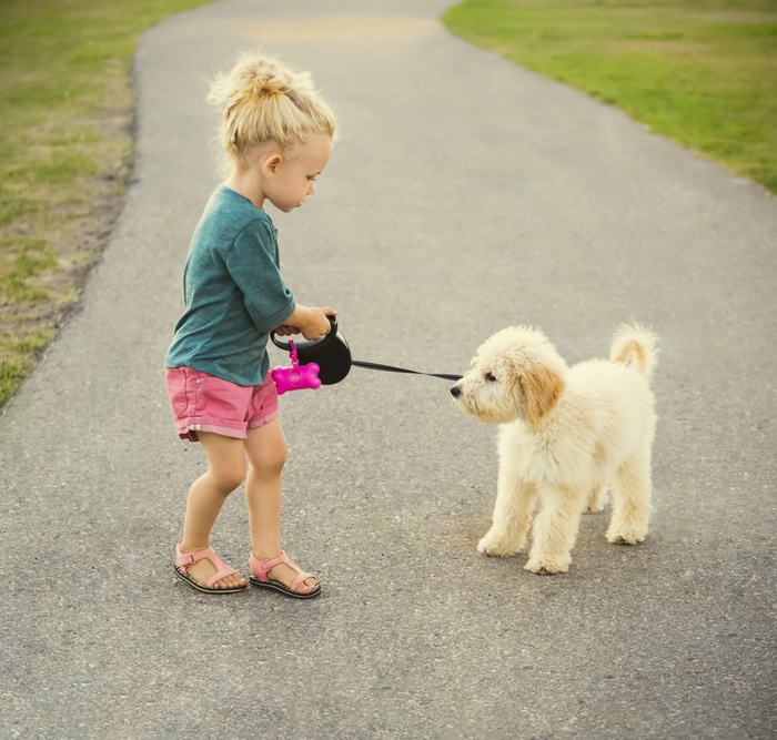 PET A little girl walking her Labradoodle in a park when he decides to become stubborn and uncooperative  Spruce Grove, Alberta, Canada